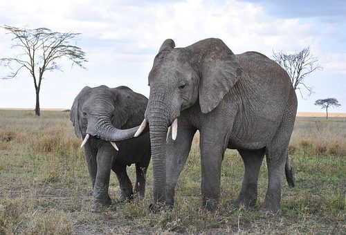 africa-2042831__340