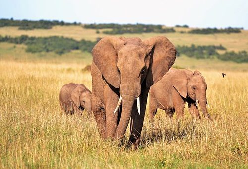 animals-2178578__340
