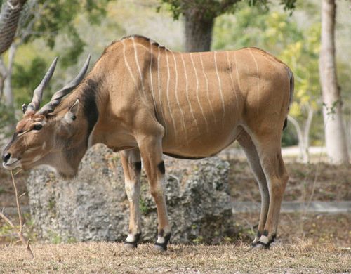 eland-bull-590x390