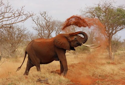 elephant-111695__340