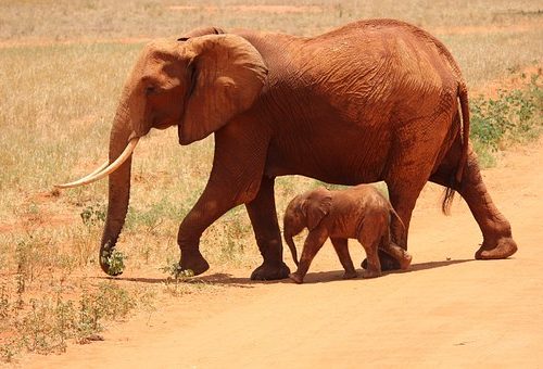elephant-175798__340