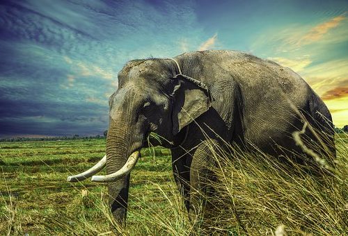 elephant-2729415__340