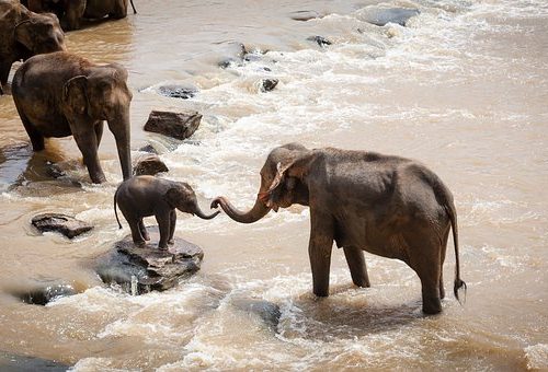 elephants-1900332__340